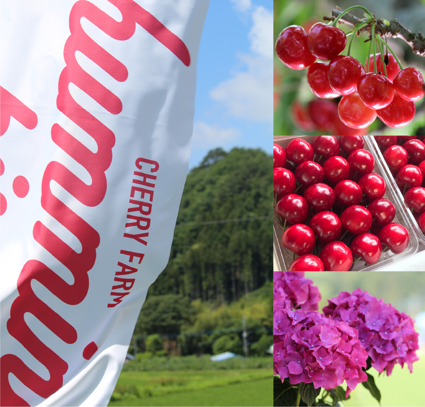 ハミングバード・オンラインショップ